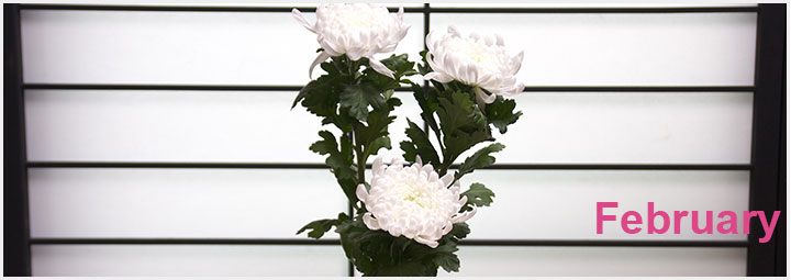 君津市ブルームネット カラー ウェディングマーチ エレガンス 札幌の花卉卸 仕入れのことなら株式会社ブランディア