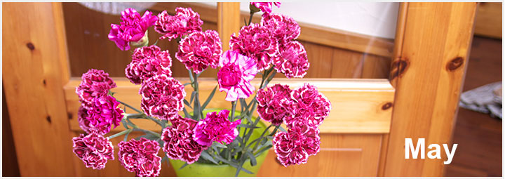 かすみ草 新品種 パールシリーズ 札幌の花卉卸 仕入れのことなら株式会社ブランディア