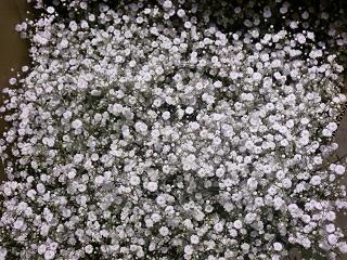 いわみざわ農協 カスミ草 雪ん子クリスタル 札幌の花卉卸 仕入れのことなら株式会社ブランディア