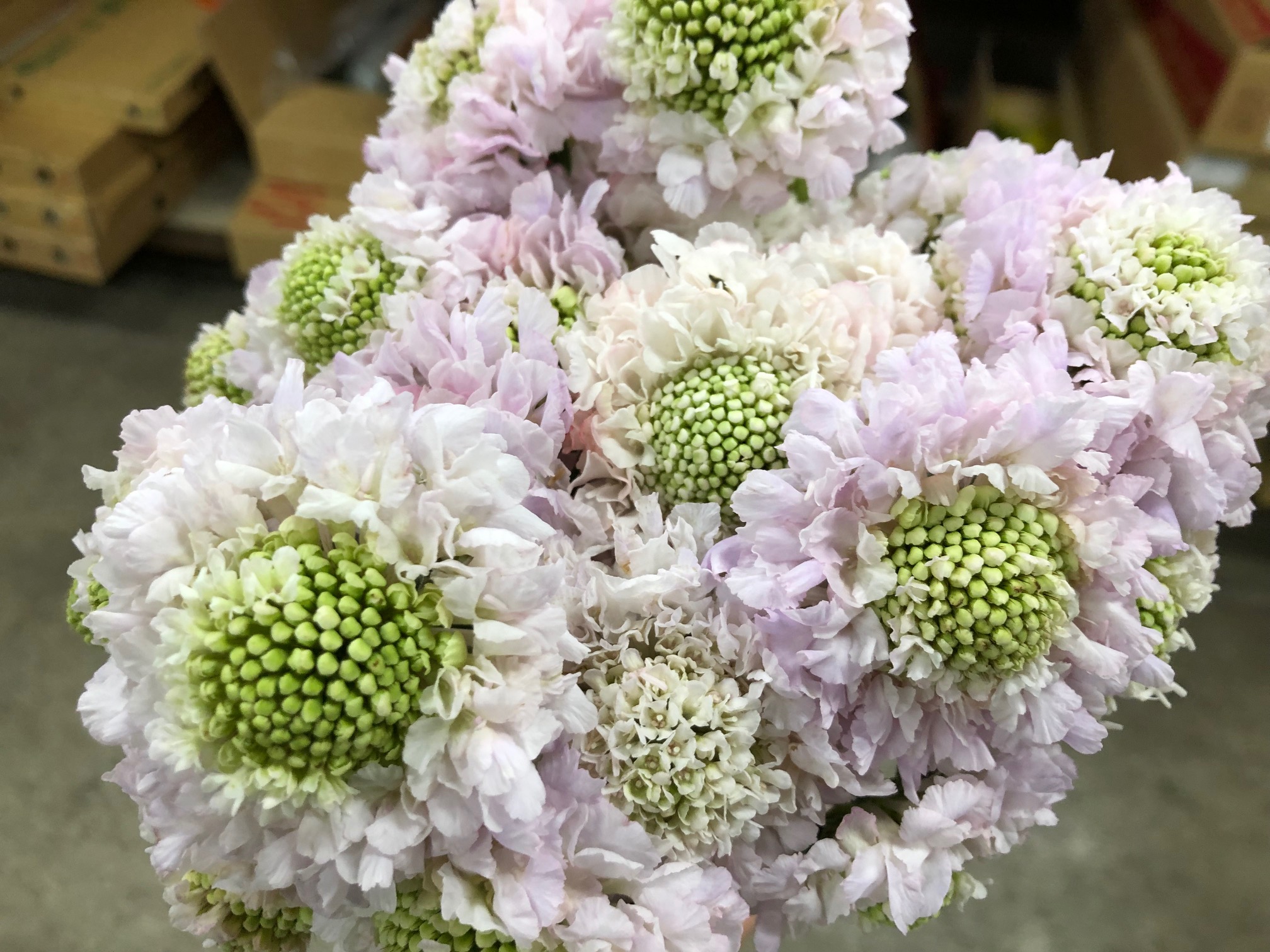 宮腰のおすすめ スカビオサ 札幌の花卉卸 仕入れのことなら株式会社ブランディア