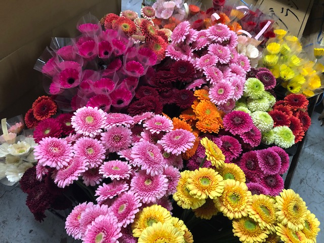 宮腰のおすすめ 七飯 河合さんのガーベラ 札幌の花卉卸 仕入れのことなら株式会社ブランディア