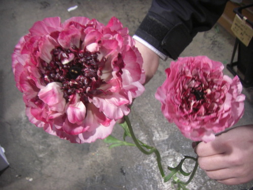 CIMG4868-thumb-500x375-1495