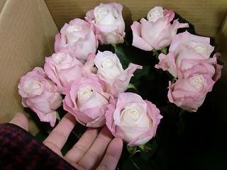 滋賀県 國枝バラ園産 バラ シャンダムール 札幌の花卉卸 仕入れのことなら株式会社ブランディア