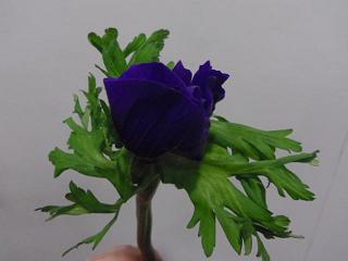 IMGP0349