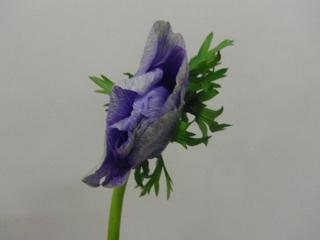 IMGP0350