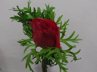 IMGP0351
