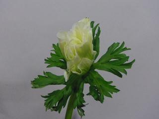 IMGP0352
