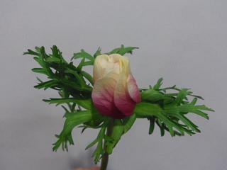 IMGP0355