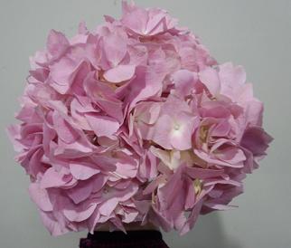IMG_20130108_223403