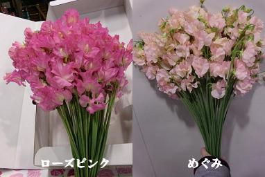 ピー1