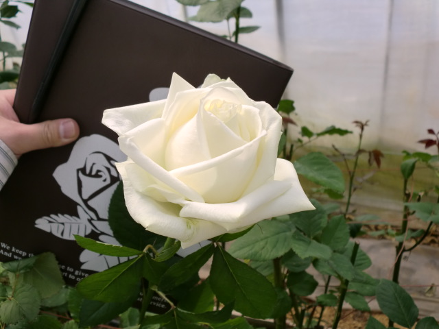 浦臼産地レポート 札幌の花卉卸 仕入れのことなら株式会社ブランディア 浦臼産地レポート 札幌の花卉卸 仕入れのことなら株式会社ブランディア