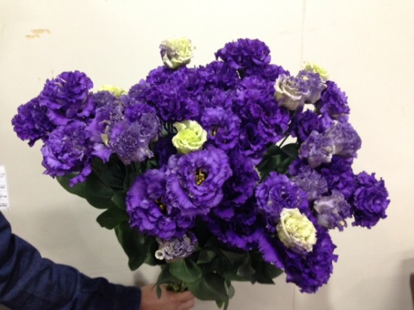 浦臼花組曲庄野さんのトルコキキョウ 札幌の花卉卸 仕入れのことなら株式会社ブランディア