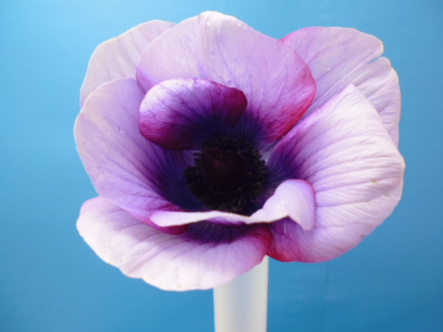 長野 フラワースピリットさんの大輪アネモネ 開花画像アップ！ | 札幌の花卉卸、仕入れのことなら株式会社ブランディア