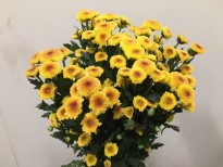 ベトナム産 カリメロ のご紹介 札幌の花卉卸 仕入れのことなら株式会社ブランディア