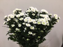 ベトナム産 カリメロ のご紹介 札幌の花卉卸 仕入れのことなら株式会社ブランディア