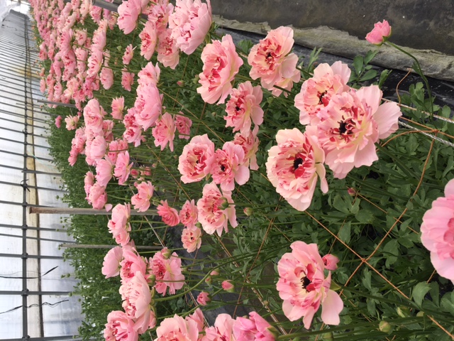 堀田さんのラナンキュラスのハウス 札幌の花卉卸 仕入れのことなら株式会社ブランディア