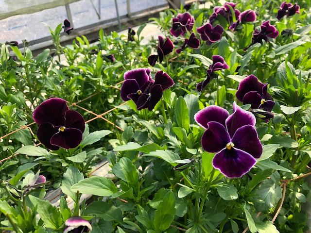 宮腰のおすすめ 純情倶楽部 桂さん 札幌の花卉卸 仕入れのことなら株式会社ブランディア 宮腰のおすすめ 純情倶楽部 桂さん 札幌の花卉卸 仕入れのことなら株式会社ブランディア